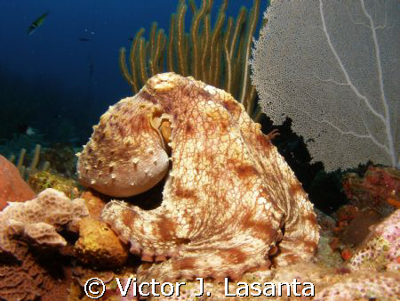 nice octopus at old buoy dive site in parguera area!!! by Victor J. Lasanta 