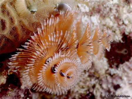 This Christmas Tree Worm was my last photo before heading... by Steven Anderson 