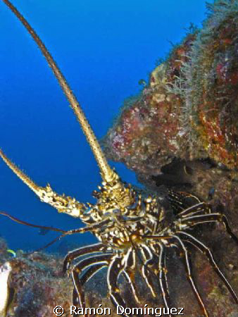 A Socorro spiny lobster. It can be found in Revillagigedo... by Ramón Domínguez 