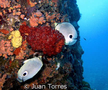 A couple of FOUREYE BUTTERFLY FISHES.  I guess that makes... by Juan Torres 