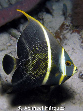French Angelfish, nigth dive, Bonaire by Abimael Márquez 