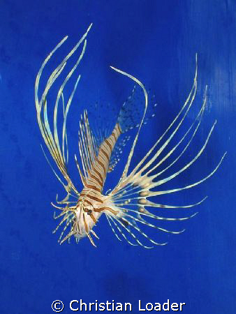 juvenile Common Lionfish by Christian Loader 