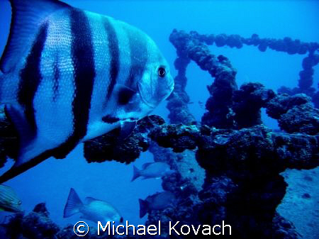 Atlantic Spadefish on the wreck of the Speigel Grove off ... by Michael Kovach 