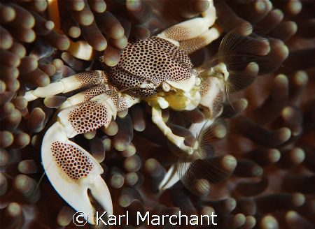 Porcelain Crab by Karl Marchant 