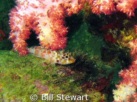 I believe this must be some type of juvenile scorpionfish... by Bill Stewart 