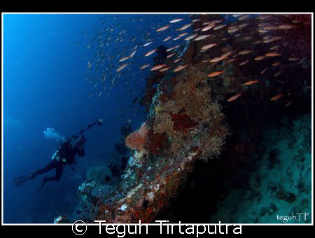 Menjangan Island, west Bali. Taken about 20 meters depth ... by Teguh Tirtaputra 