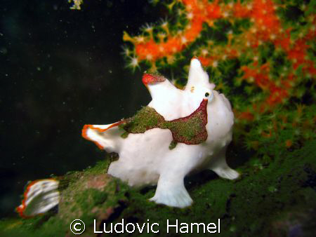 frog fish clown by Ludovic Hamel 