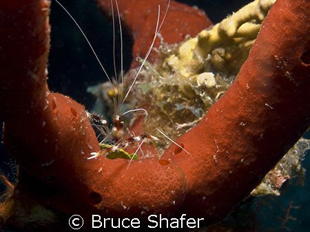 Banded Coral Shrimp in a nice sponge setting.
Olympus C-... by Bruce Shafer 