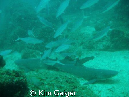 White fin sharks by Kim Geiger 