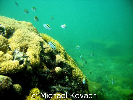 Sergeant Majors on the inside reef at Lauderdale by the Sea. by Michael Kovach 