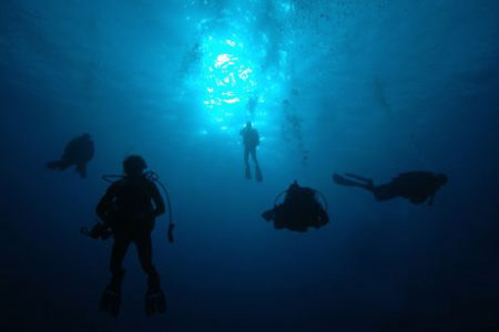 Divers descending on wall dive, Grand Cayman. by David Heidemann 