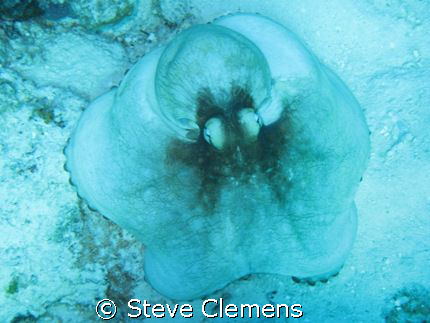 Caribbean Reef Octopus.  by Steve Clemens 