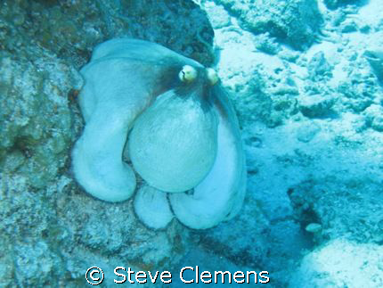 Caribbean Reef Octopus. This guy wasn't shy at all.  by Steve Clemens 