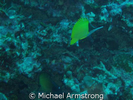 first underwater digital photo by Michael Armstrong 