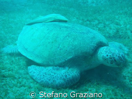 Turtle with Remora fish 
Spot: Abudabab bay south egypt by Stefano Graziano 