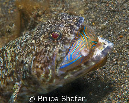 Believe it or not, this puffer actually got away!
Taken ... by Bruce Shafer 