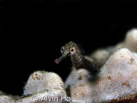 Pipefish at Aer Perang, Lembeh Straits. Shot with Olympus... by Alvin Ho 