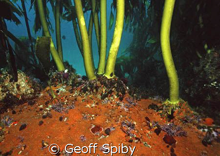 kelp stalks attaching to a colourful reef, False Bay, Cap... by Geoff Spiby 