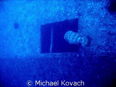 Goliath Grouper entering the wreck of the Spiegel Grove o... by Michael Kovach 