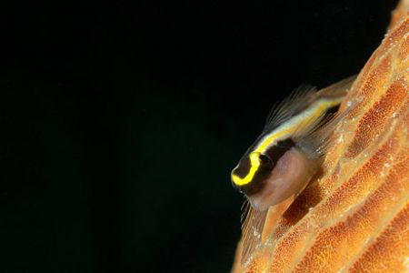 Goby on coral by David Heidemann 