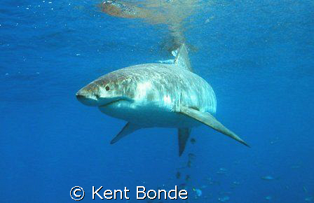 Great White cautiously approaching the baits. by Kent Bonde 
