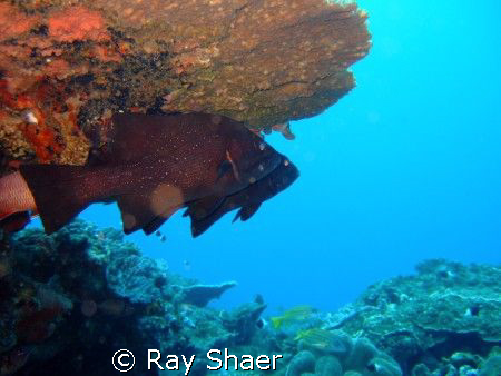 Waiting for lunch. Cave Bass (Sodwana Bay) Finepix F30 by Ray Shaer 