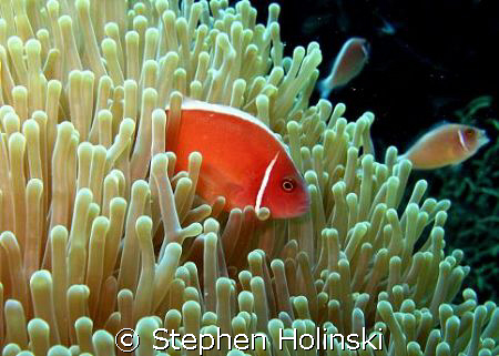 Pink Anemone Fish; taken with Canon G7 and built-in flash, by Stephen Holinski 