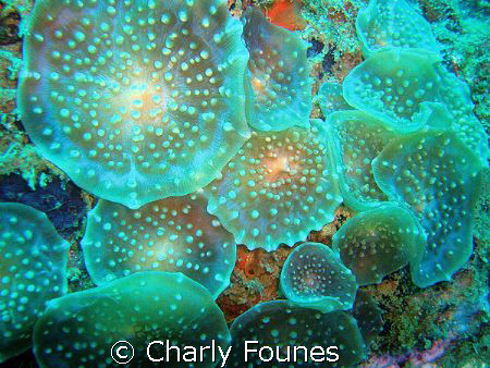 discs - is that soft coral? (more at cf29.com) by Charly Founes 