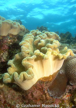 Elephant's ear coral found of Tioman Island, Malaysia.  C... by Grahame Massicks 