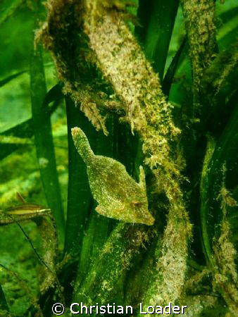 Seagrass Filefish - near Semporna, Sabah, Borneo. May 2007. by Christian Loader 