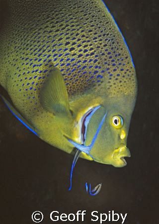 a semicircle angelfish with a couple of cleaner wrasse by Geoff Spiby 