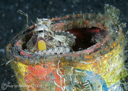 Canned octopus.
Lembeh Straits.
60mm. by Mark Thomas 