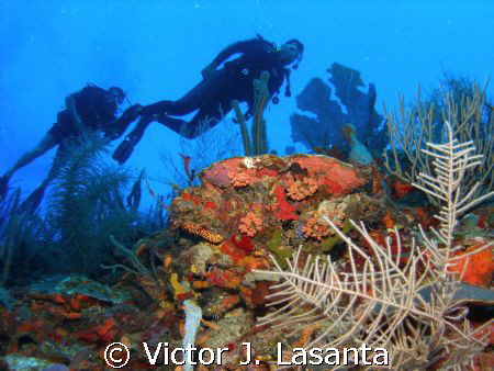israel at the wall!!!!! in the v.j.levels dive site at pa... by Victor J. Lasanta 