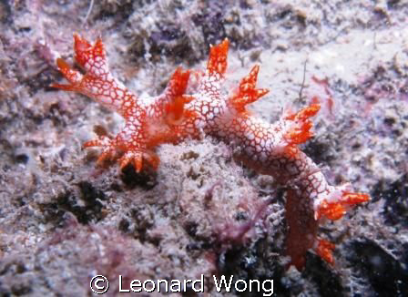 Starry Bornella found at around 18m Wreck at Pulau Salu, ... by Leonard Wong 