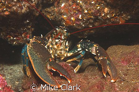 Lobster by Mike Clark 