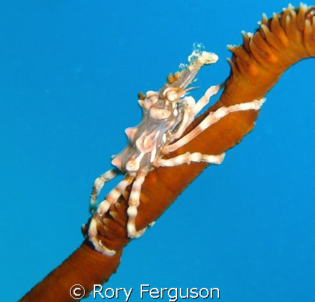 Xeno Crab on whip coral (once it stopped running round to... by Rory Ferguson 