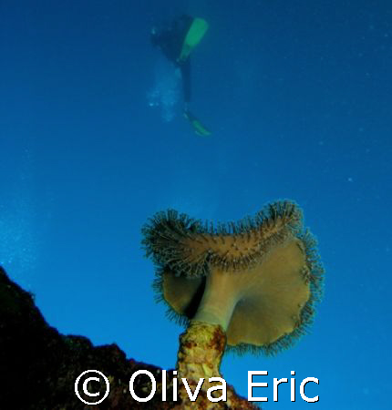 Corail en perspective by Oliva Eric 