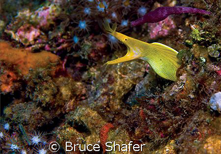 A Blue-Ribbon Eel in the Lembeh Strait. Taken with an Oly... by Bruce Shafer 