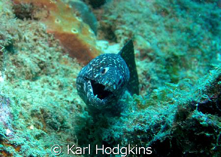 Even Moray's have a bit of a laugh by Karl Hodgkins 