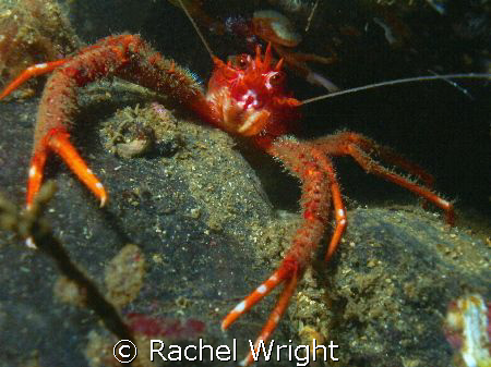 Squat lobster in Loch Fyne by Rachel Wright 