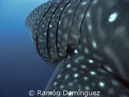 Close view to the gills of a whale shark. Revillagigedo i... by Ramón Domínguez 