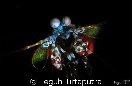 Capture this mantis shrimp inside the crevices... by Teguh Tirtaputra 