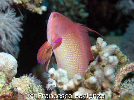 Beautyfull Anthias in Red Sea by Francesco Pacienza 
