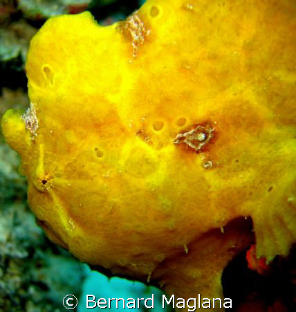 BEAUTY IN YELLOW/Another image from my Moalboal trip.Pana... by Bernard Maglana 