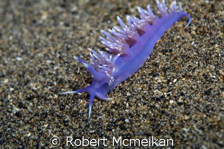Another nice beastie from my Lanzarote trip by Robert Mcmeikan 