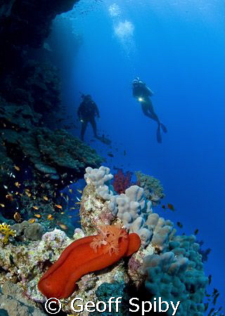 a Spanish Dancer on the wall at Elphinstone Reef
Nikon D... by Geoff Spiby 