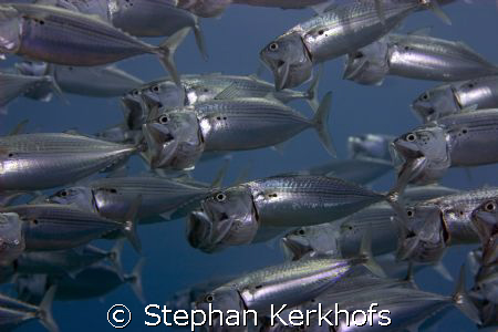 Striped mackerel ( rastrelliger kanagurta) school taken w... by Stephan Kerkhofs 