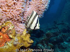 Butterfly fish in Bonaire...
olympus E-510 - Ikelite sub... by Jean Francois Proulx 