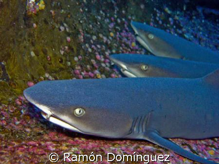 White tip reef sharks trio.  by Ramón Domínguez 