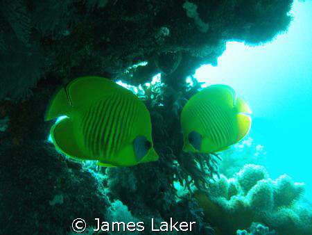 LOVE (WAS USING A RED FILTER ON THIS DIVE) by James Laker 